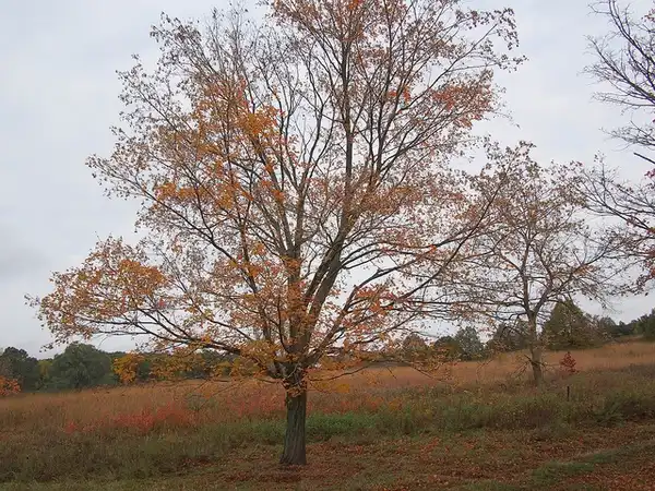 Foto de Acer saccharum subsp. nigrum - Acer nigrum fall tree:F. D. Richards