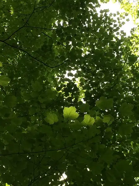 Foto de Acer saccharum subsp. nigrum - Acer nigrum green leaves:jessica_mcp