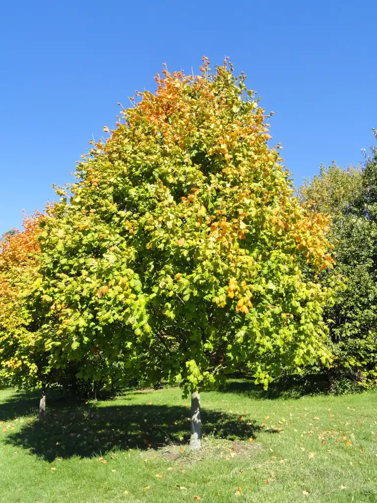 Foto de Acer saccharum subsp. nigrum - Acer nigrum:Daderot