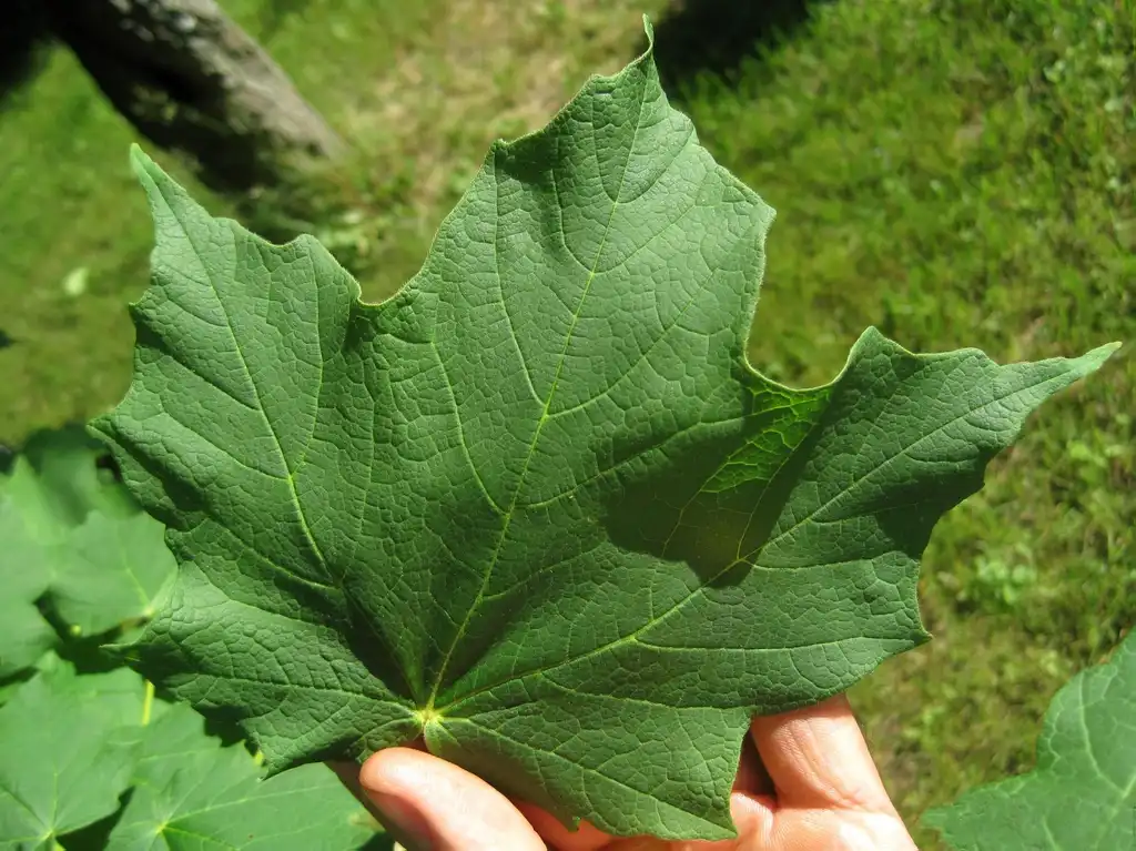 Foto de Acer saccharum subsp. nigrum - Acer nigrum:Rob Routledge