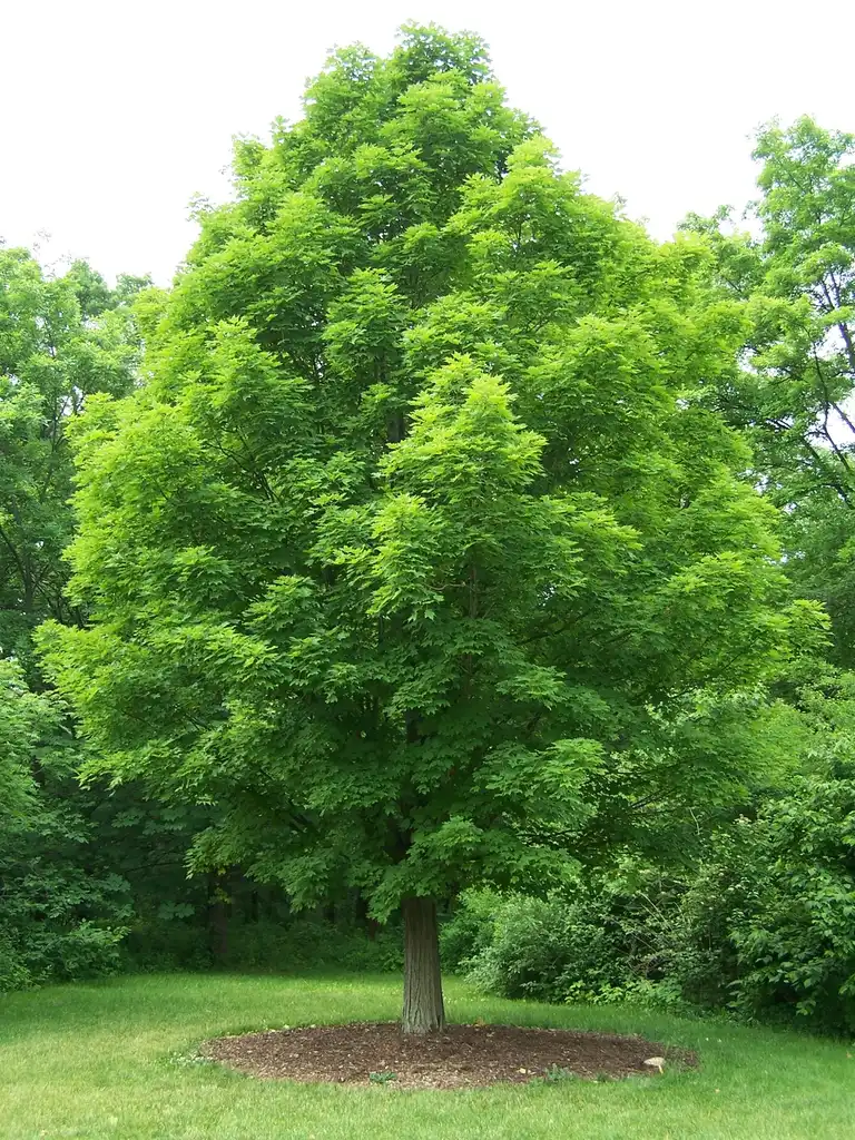 Photo of Acer saccharum (Acer saccharums)