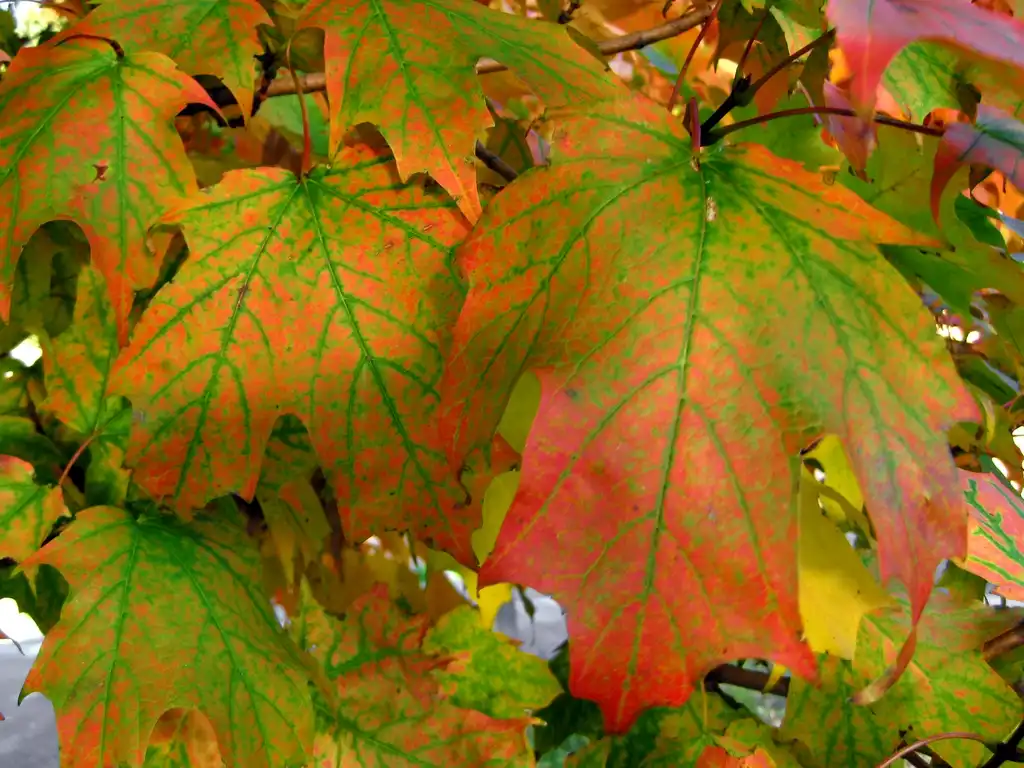 Photo of Acer saccharum (Acer saccharums)