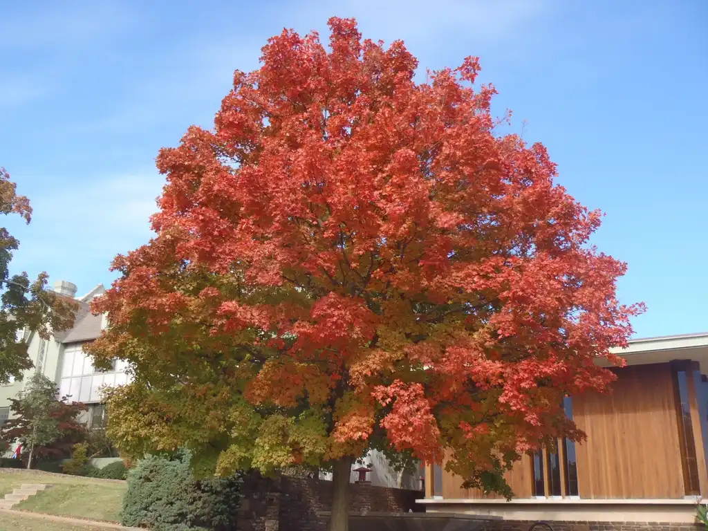 Photo of Acer saccharum - Fall Color Form:Jim Robbins