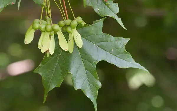 Photo of Acer saccharum - Fruit:Kent McFarland