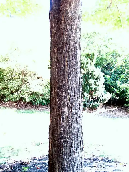 Photo of Acer saccharum - bark:Maggie