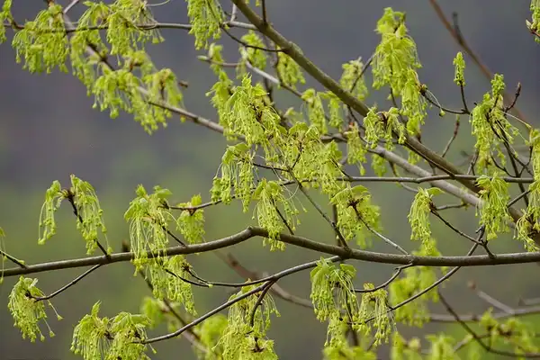 Photo of Acer saccharum - Male flowers:Kent McFarland