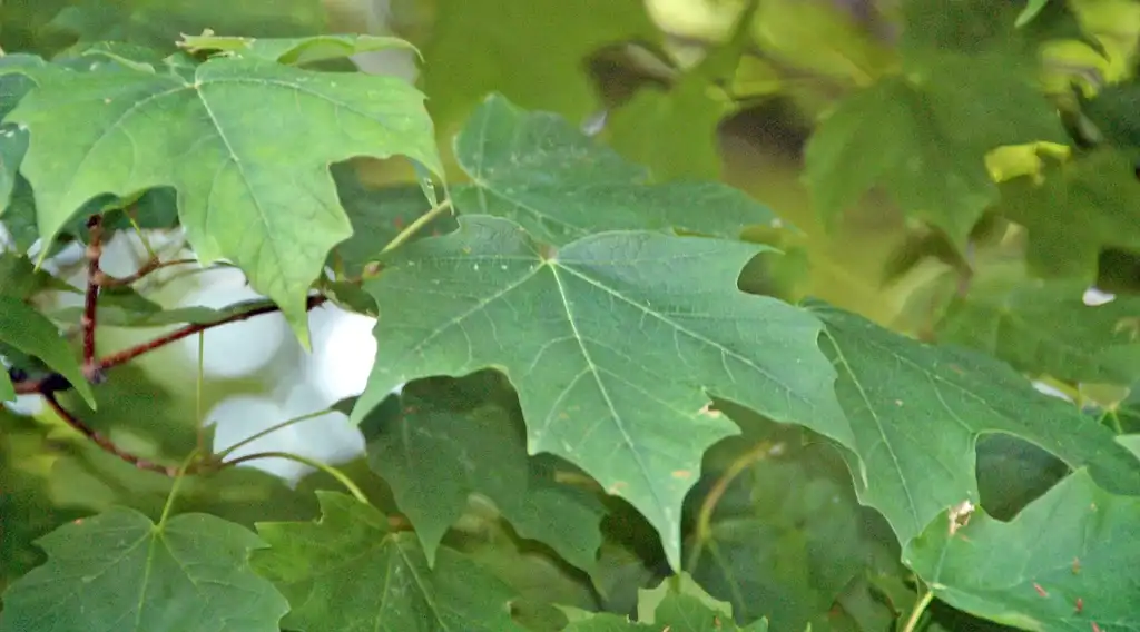Photo of Acer saccharum - leaves:James St. John