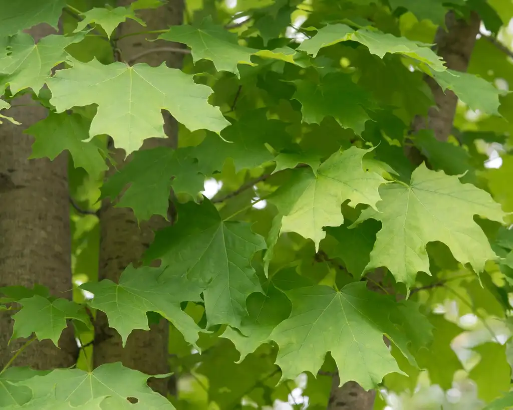 Photo of Acer saccharum - leaves:Plant Image Library