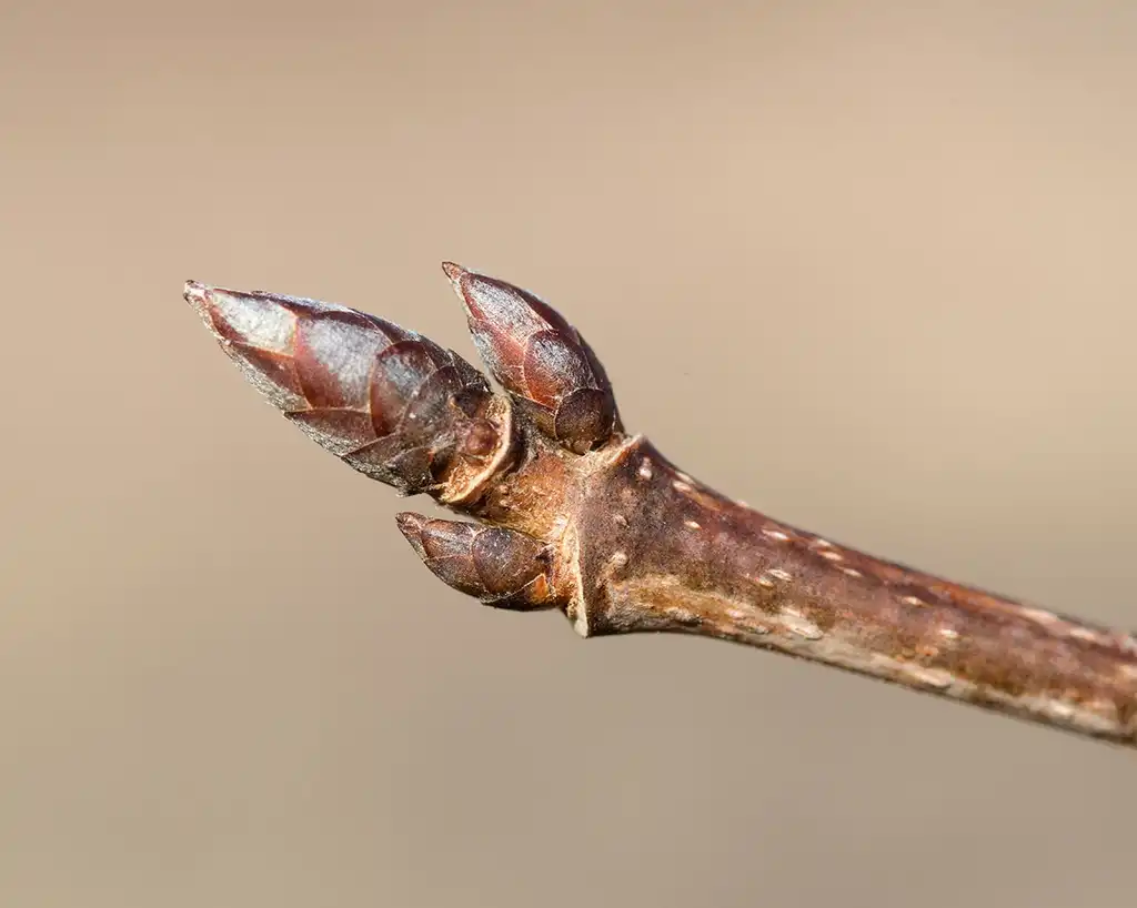 Photo of Acer saccharum - Terminal buds:Plant Image Library