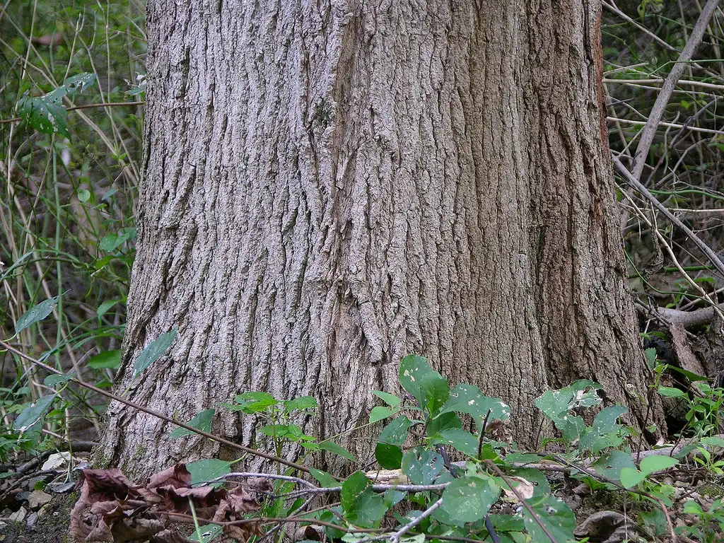 Photo of Acer saccharum - Base of trunk and bark:Derek Ramsey
