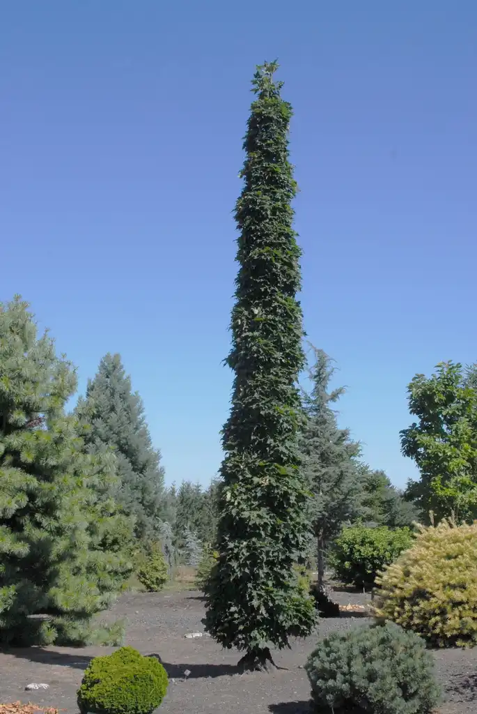 Photo of Acer saccharum - 'Monumentale' Form:Jim Robbins