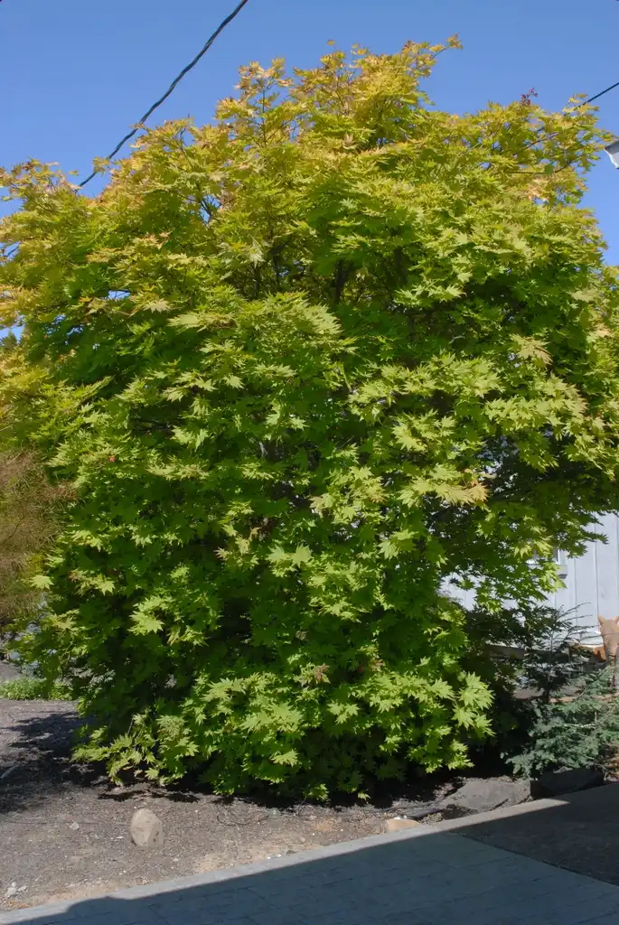 Foto de Acer shirasawanum (Acer shirasawanums)