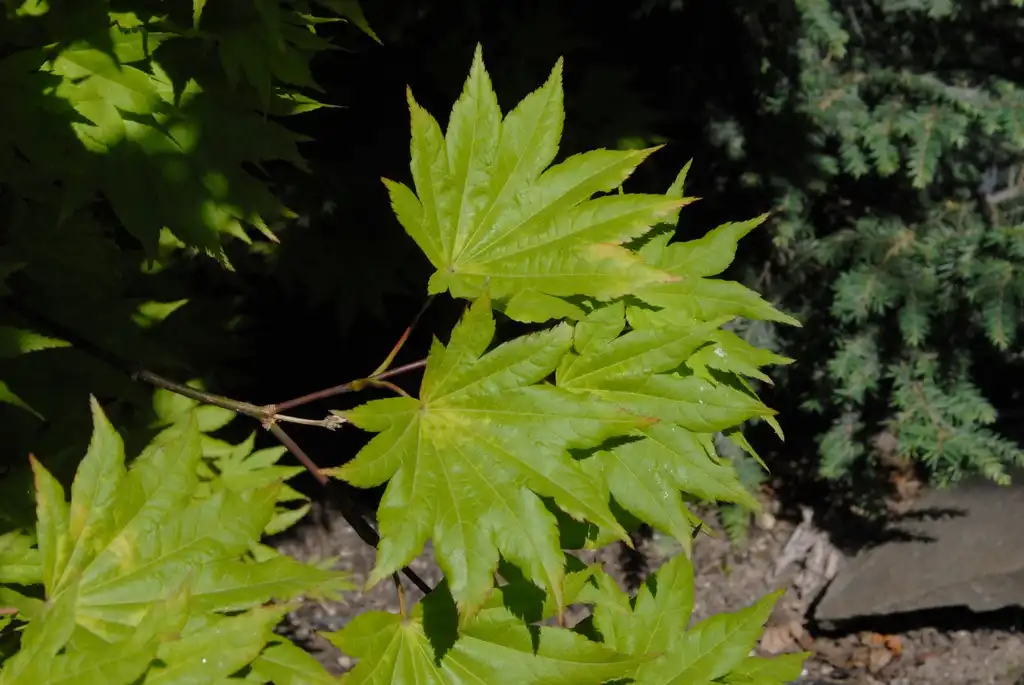 Foto de Acer shirasawanum (Acer shirasawanums)