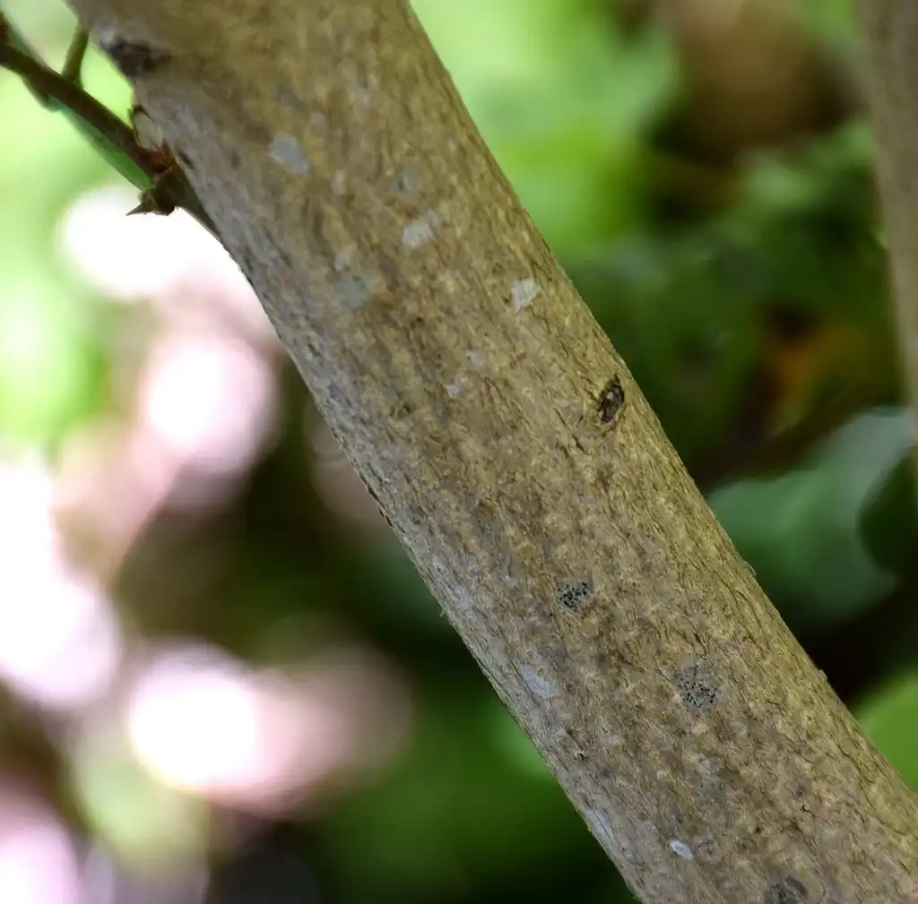 Foto de Acer shirasawanum - 'Aureum' bark:Krzysztof Golik
