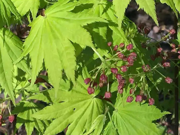 Foto de Acer shirasawanum - Flowers of 'Jordan':