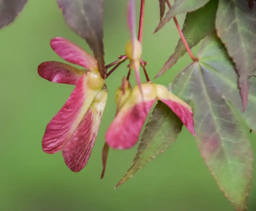 Foto de Acer sieboldianum (Acer sieboldianums)