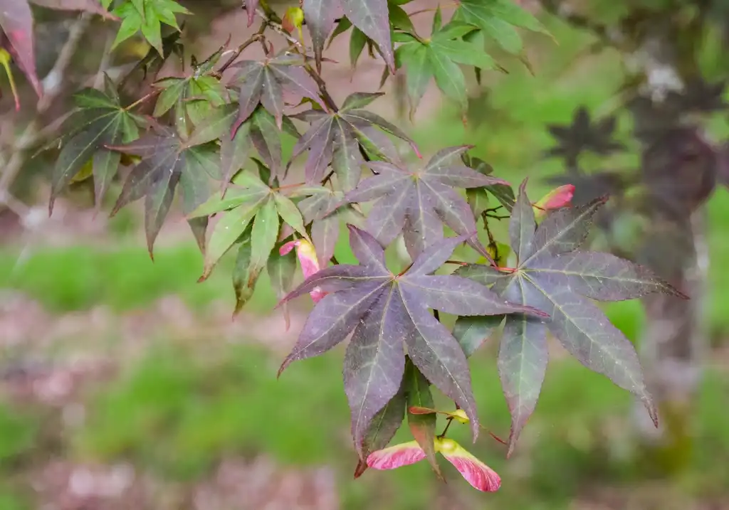 Foto de Acer sieboldianum (Acer sieboldianums)