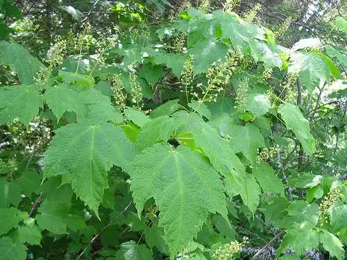 Foto de Acer spicatum (Acer spicatums)