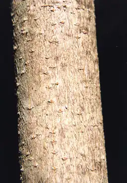 Foto de Acer spicatum (Acer spicatums)
