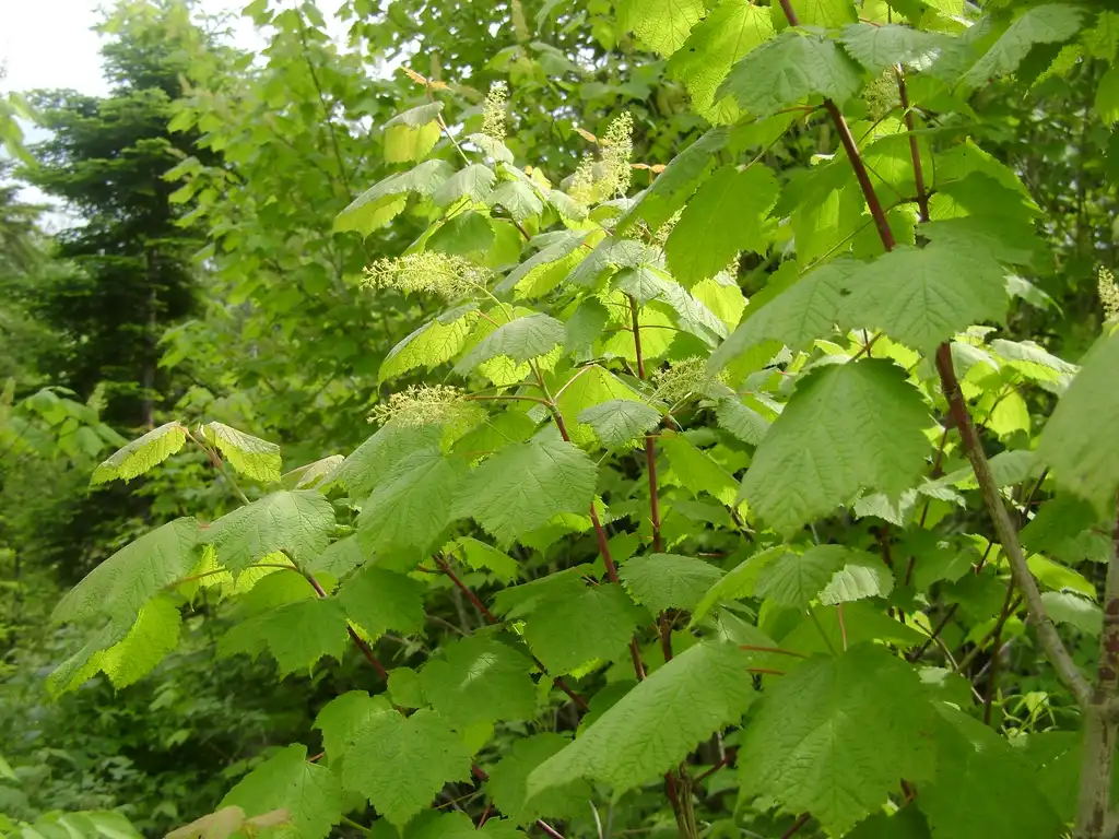 Foto de Acer spicatum - Acer spicatum:André-Ph. D. Picard