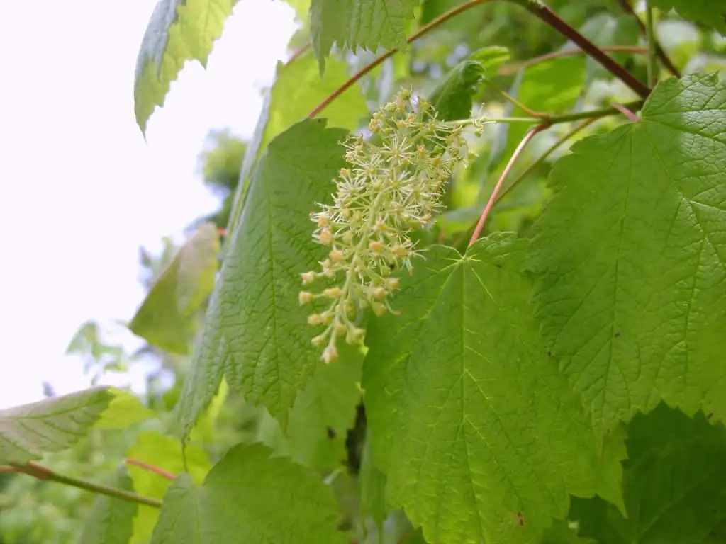 Foto de Acer spicatum - Acer spicatum:André-Philippe Drapeau Picard
