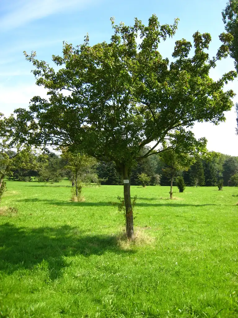 Фото Acer tataricum subsp. ginnala (Acer tataricum subsp. ginnalas)