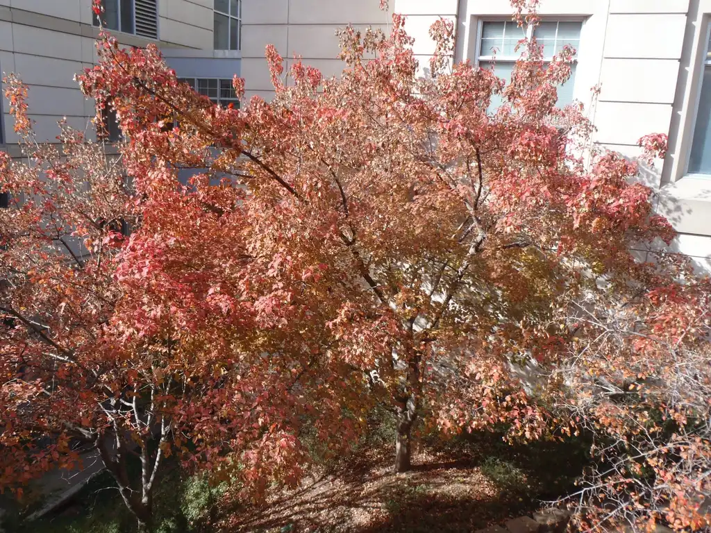 Фото Acer tataricum subsp. ginnala (Acer tataricum subsp. ginnalas)