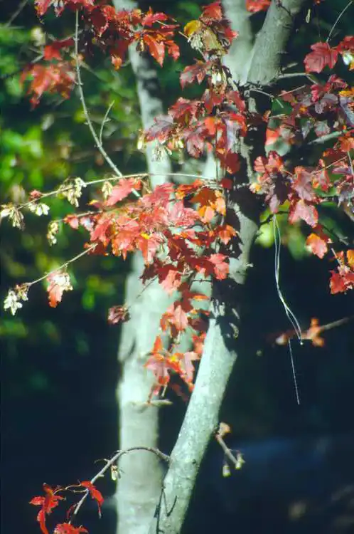 Фото Acer tataricum subsp. ginnala - Bark: