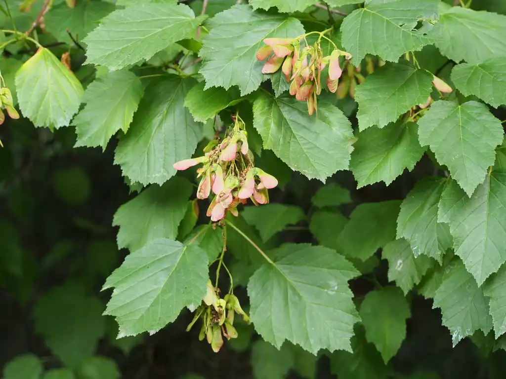 Photo of Acer tataricum (Acer tataricums)