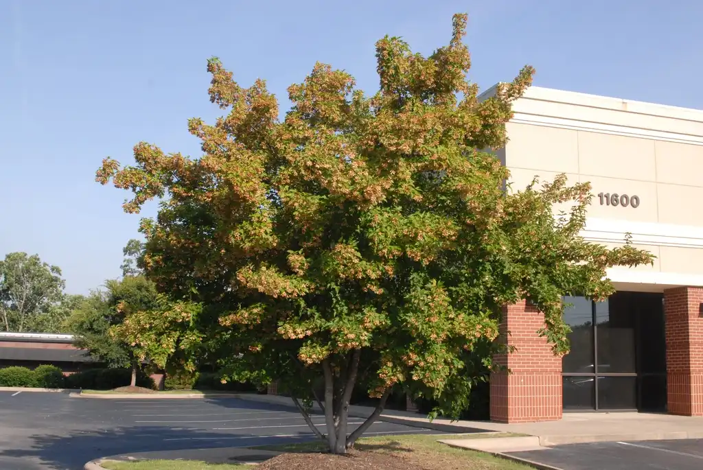 Photo of Acer tataricum (Acer tataricums)