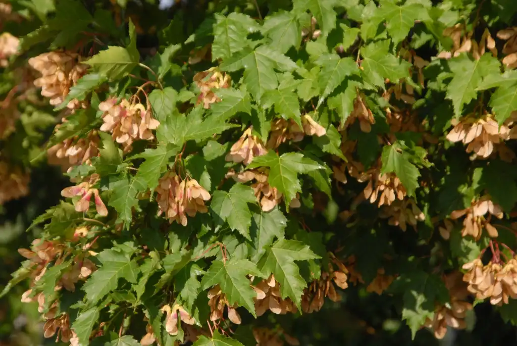Photo of Acer tataricum - Fruit and Leaf:Jim Robbins