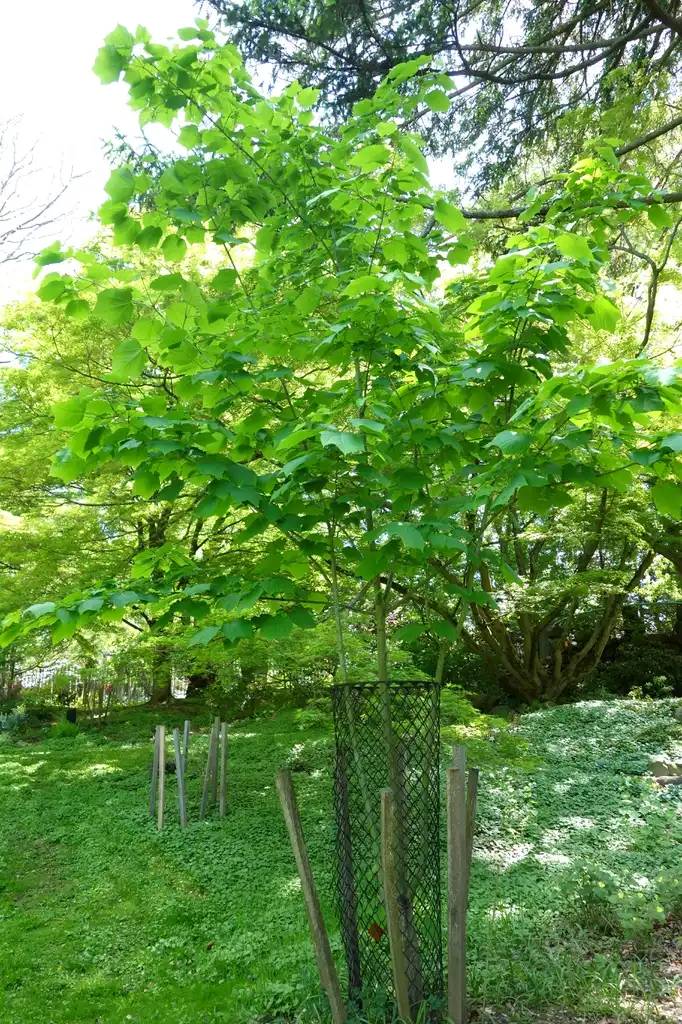Foto de Acer tegmentosum (Acer tegmentosums)