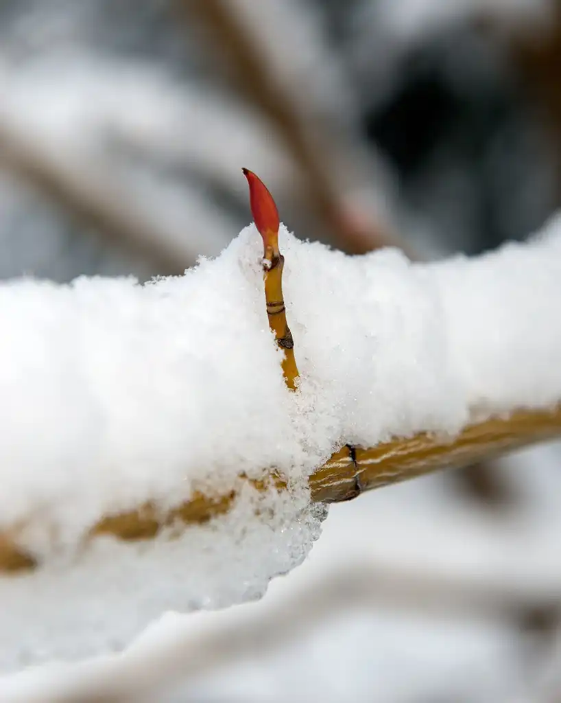 Foto de Acer tegmentosum (Acer tegmentosums)