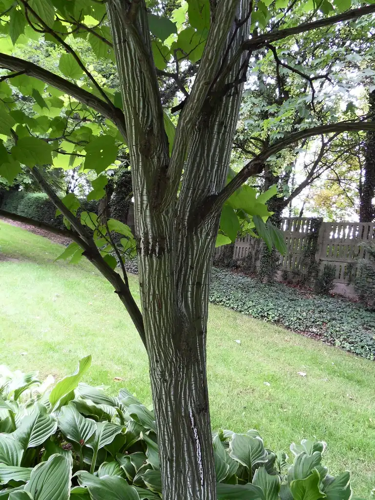Foto de Acer tegmentosum - Trunk:drzewaswaita