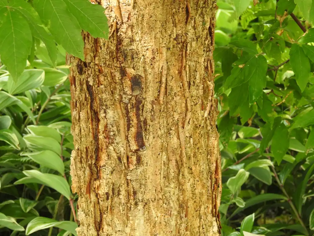 Фото Acer triflorum (Acer triflorums)