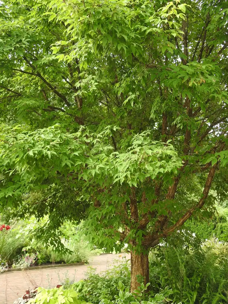 Фото Acer triflorum (Acer triflorums)