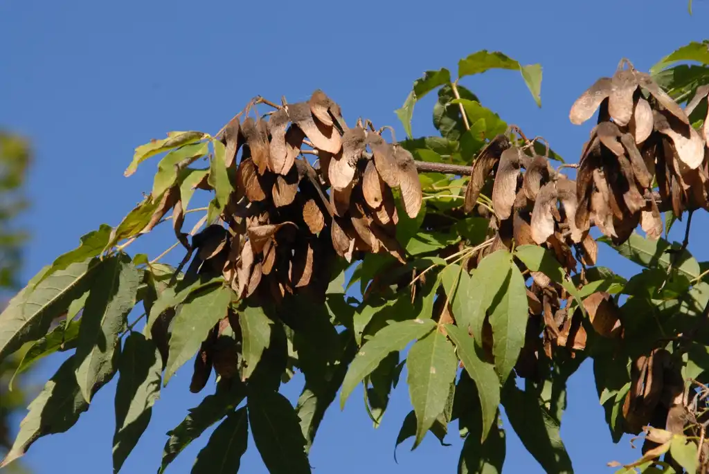 Фото Acer triflorum - Fruit and Leaves:Jim Robbins