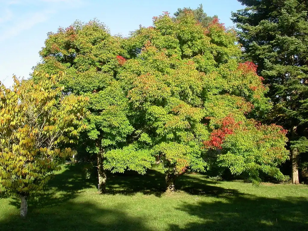 Фото Acer triflorum - Acer triflorum:Abrahami