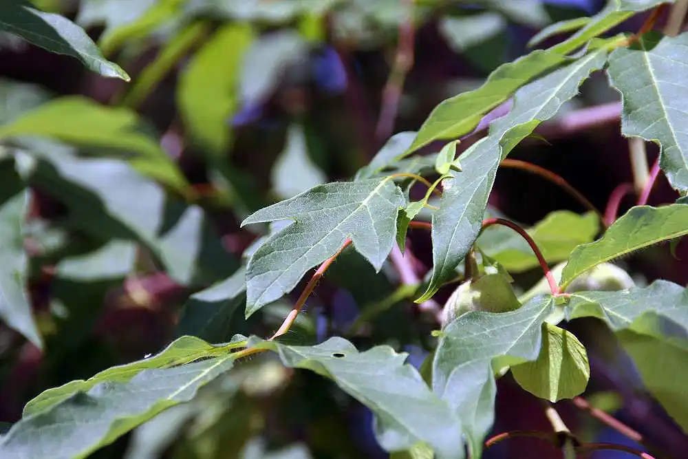 Фото Acer triflorum - Acer triflorum:David J.Stang