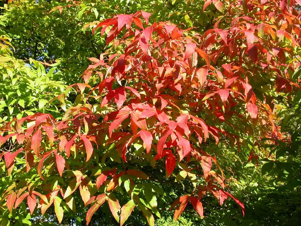 Фото Acer triflorum - Fall leaves:Abrahami