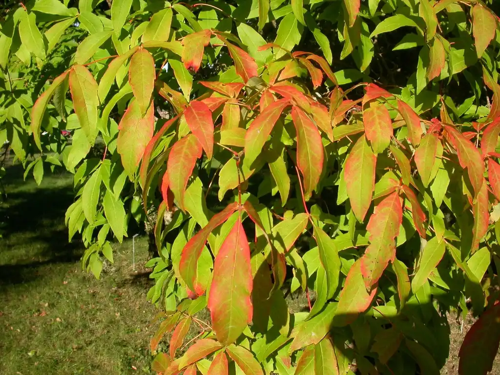 Фото Acer triflorum - Leaves:Abrahami