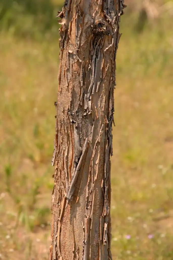 Фото Acer triflorum - Bark:Jim Robbins