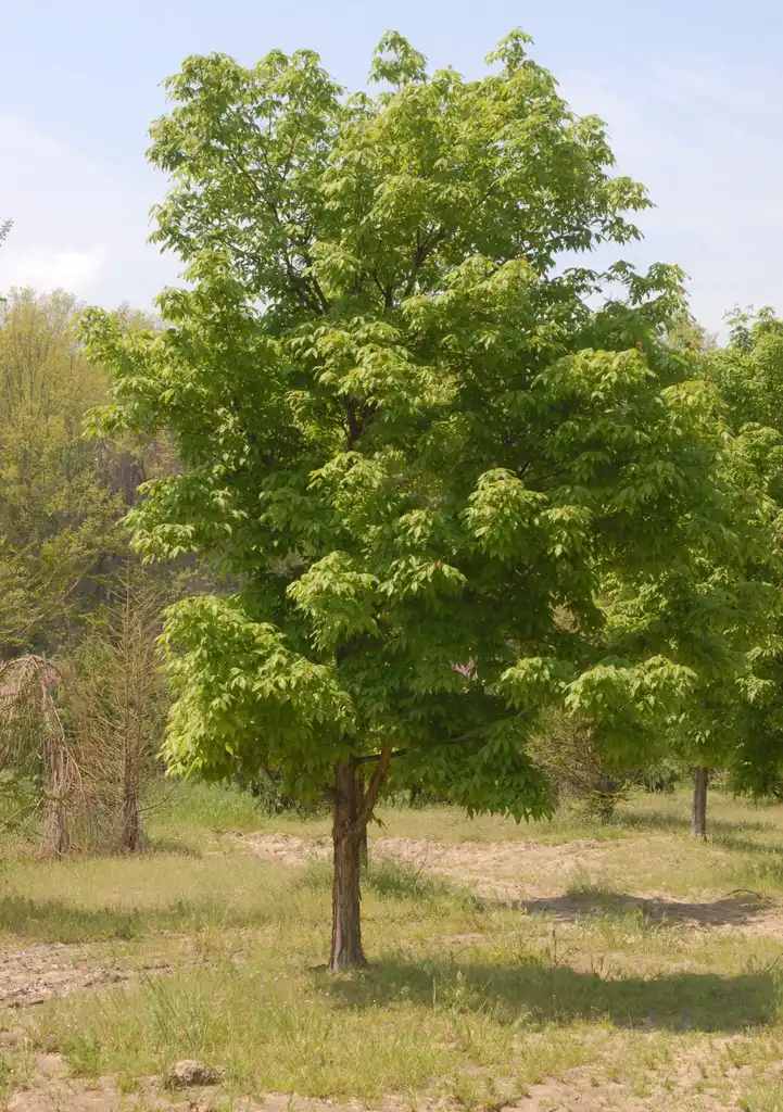 Фото Acer triflorum - Acer triflorum Tree:Jim Robbins
