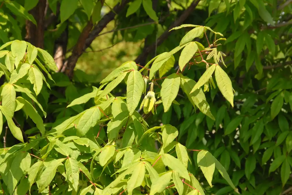 Фото Acer triflorum - Leaves:Jim Robbins