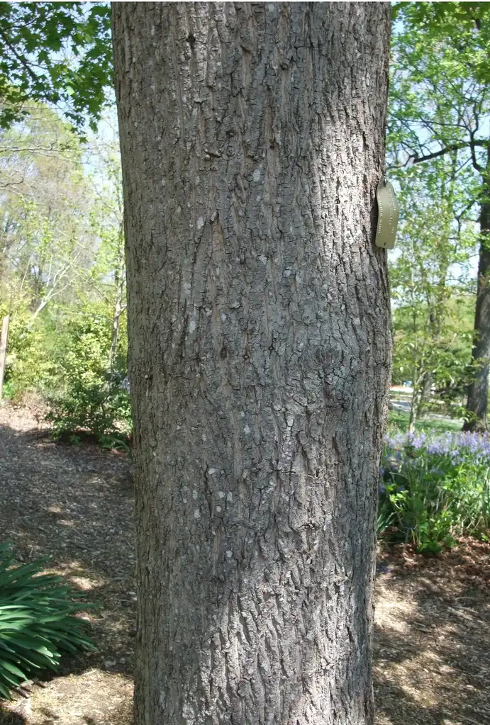 Photo of Acer truncatum (Acer truncatums)