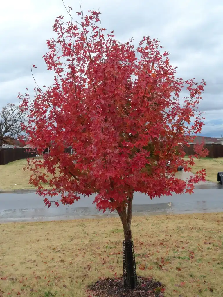 Photo of Acer truncatum (Acer truncatums)