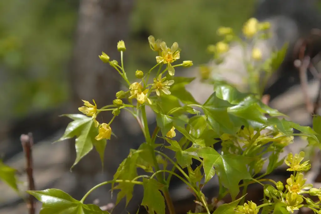 Photo of Acer truncatum - Flower Close-up:Jim Robbins