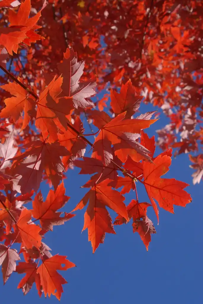 Photo of Acer x freemanii (Acer x freemaniis)