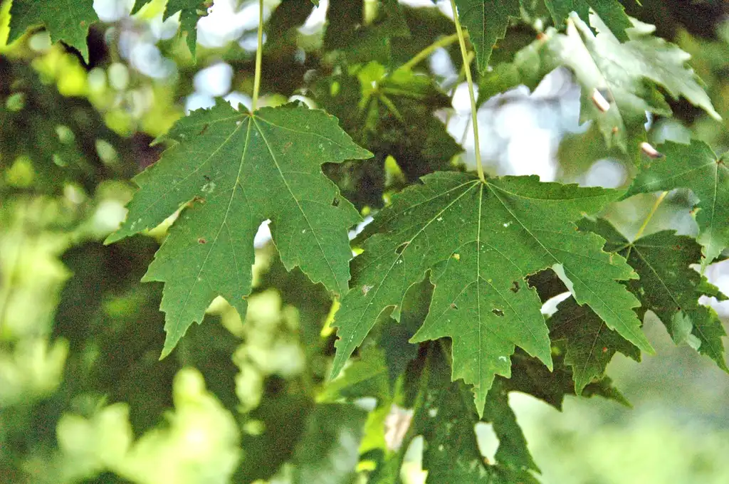 Photo of Acer x freemanii (Acer x freemaniis)