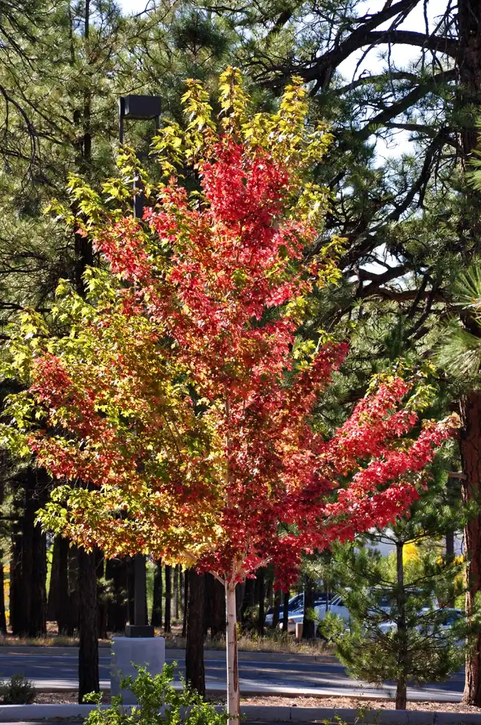 Photo of Acer x freemanii - Changing color for fall:Brady Smith